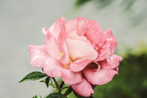 AI电竞战术分析:是天才的助推器,还是游戏的终结者 AI电竞战术分析:是天才的助推器,还是游戏的终结者